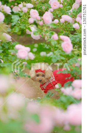 Toy poodle playing in the rose garden 130751761