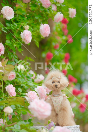 Toy poodle playing in the rose garden 130751771