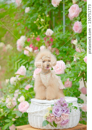 Toy poodle playing in the rose garden 130751773