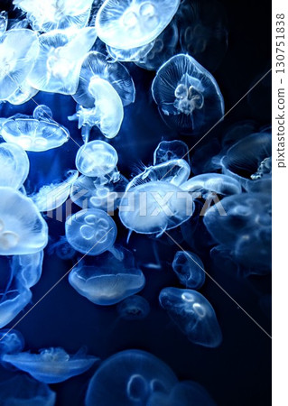 藍色水母 藍色水母 130751838