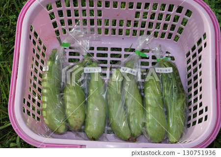 Jehobak, Korean pumpkin Jehobak, Korean pumpkin 130751936