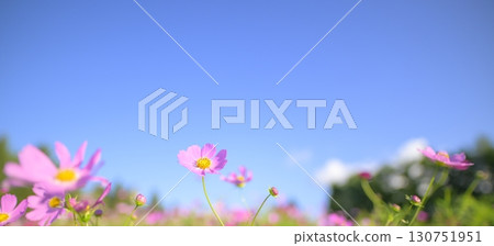 Cosmos in full bloom and blue sky (soft tone due to special photography) Cosmos in full bloom and blue sky (soft tone due to special photography) 130751951