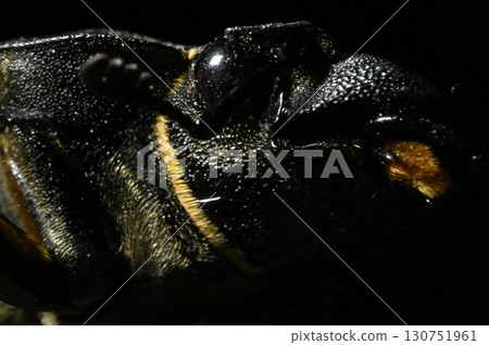The black wings have beautiful black bands 130751961