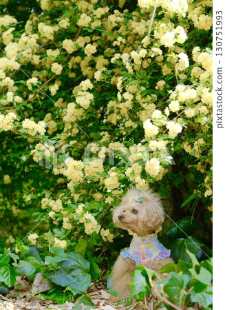 Banks rose and toy poodle 130751993