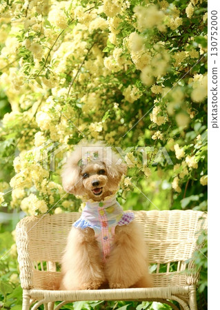 Mokko 玫瑰與玩具貴賓犬 130752000