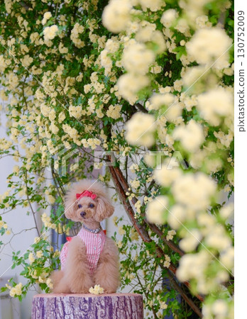 Mokko 玫瑰與玩具貴賓犬 Mokko 玫瑰與玩具貴賓犬 130752009