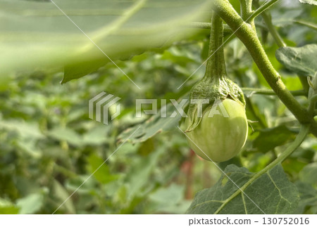 Close-up of a tropical Thai round eggplant on its tree under sunlight in the morning. Space for copy, landscape image template. 130752016