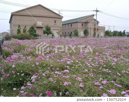 Cosmos field and Tone Bizenjima Water Purification Center (November 13, 2010) The treatment area of the Shinden treatment district is Ota City 130752024