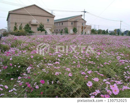 Cosmos field and Tone Bizenjima Water Purification Center (November 13, 2010) The wind is blowing hard and it's very cold. 130752025
