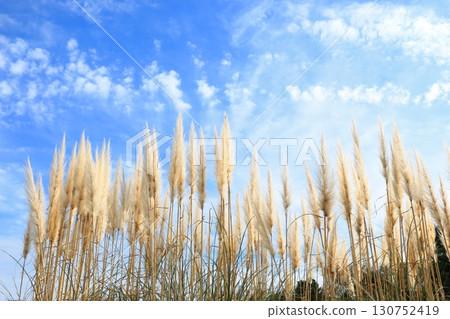 Pampas grass shining in the autumn sky Pampas grass shining in the autumn sky 130752419