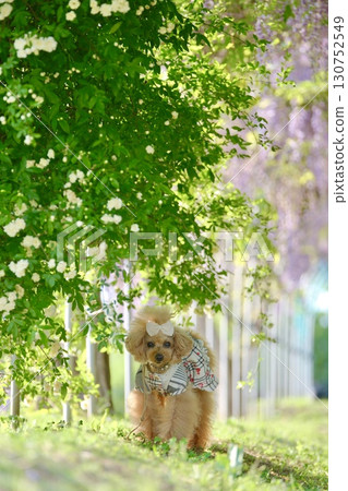 A toy poodle walking in the sunlight filtering through the trees A toy poodle walking in the sunlight filtering through the trees 130752549