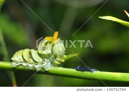 Swallowtail butterfly larva (5th instar, exposing stinkhorns to intimidate) Swallowtail butterfly larva (5th instar, exposing stinkhorns to intimidate) 130752704