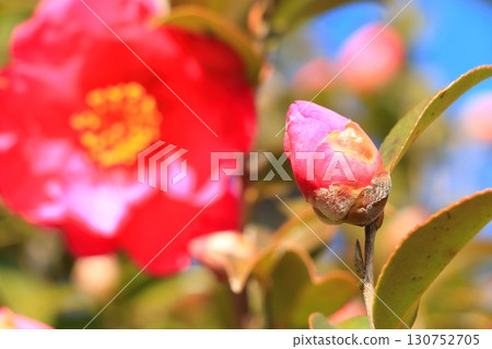 Sasanqua的芽 130752705