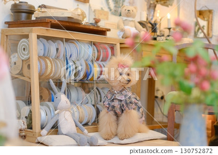 雜貨店裡，一隻玩具貴賓犬被花包圍 130752872