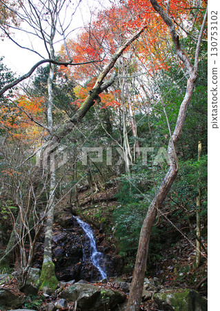 Rurikei Kyoto Prefecture Rurikei Kyoto Prefecture 130753102