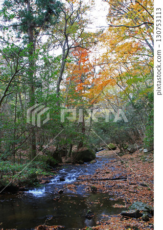 Rurikei Kyoto Prefecture 130753113