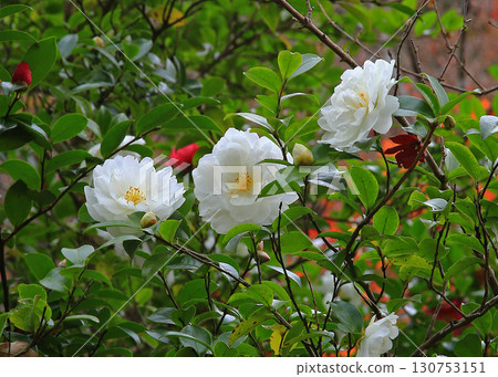 Rurikei Kyoto Prefecture Rurikei Kyoto Prefecture 130753151