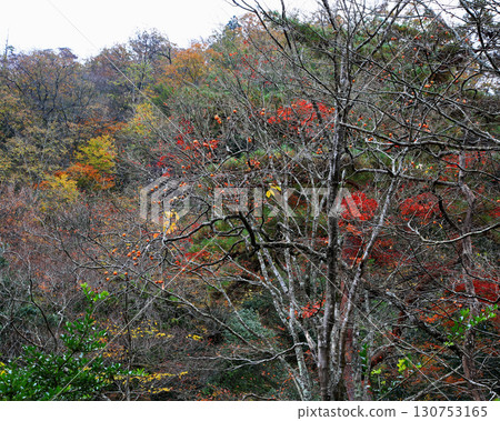 Rurikei Kyoto Prefecture Rurikei Kyoto Prefecture 130753165