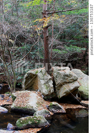 Rurikei Kyoto Prefecture Rurikei Kyoto Prefecture 130753187