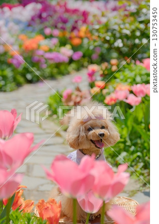Toy poodle enjoying a flower garden Toy poodle enjoying a flower garden 130753450