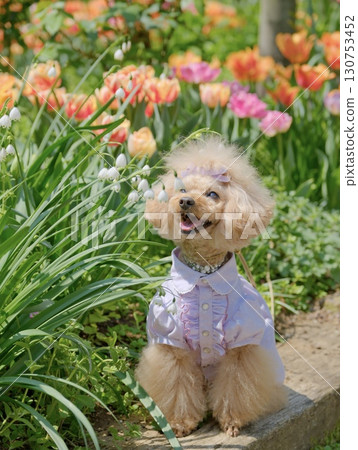 Toy poodle enjoying a flower garden Toy poodle enjoying a flower garden 130753452