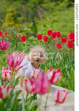 玩具貴賓犬在花園玩耍 130753453