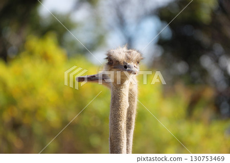 兩隻鴕鳥的頭在守護 130753469