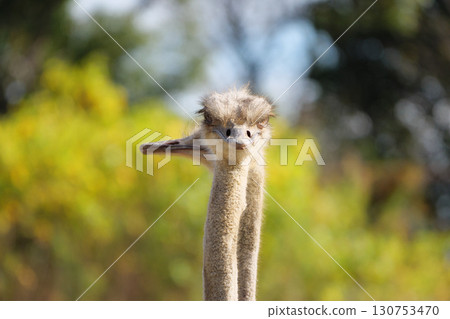 兩隻鴕鳥的頭在守護 130753470