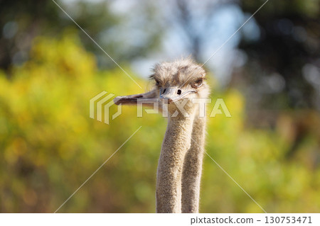 The heads of two ostriches on guard 130753471