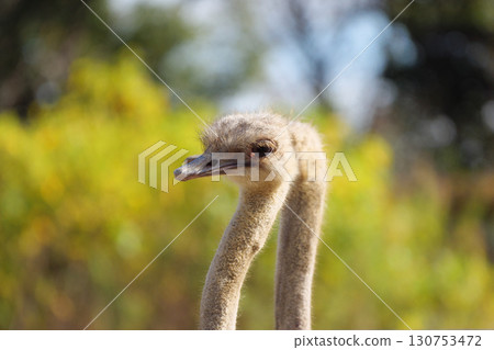 The heads of two ostriches on guard The heads of two ostriches on guard 130753472