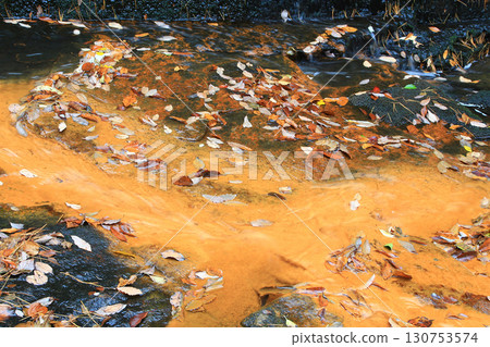 Rurikei Kyoto Prefecture 130753574