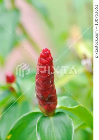 Costus speciosus, Crape ginger or Malay ginger or Spiral flag or Cheilocostus speciosus, Costaceae or Cane reed Costus speciosus, Crape ginger or Malay ginger or Spiral flag or Cheilocostus speciosus, Costaceae or Cane reed 130753653