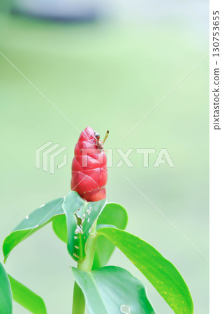 Costus speciosus, Crape ginger or Malay ginger or Spiral flag or Cheilocostus speciosus, Costaceae or Cane reed and wasp 130753655
