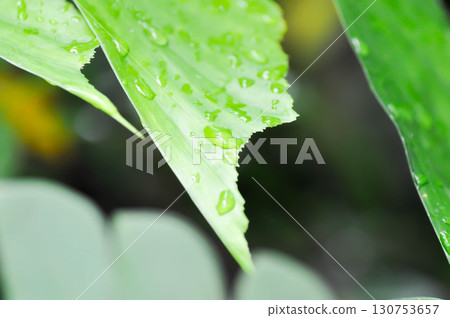 Caryota urens, Palmae or ARECACEAE or Caryota mitis Lour or Fishtail Palm or Wart Fishtail Palm and rain droplet 130753657