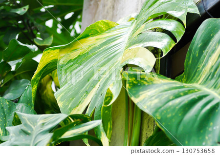 Epipremnum aureus Engl, ARACEAE or Devils Ivy or Golden Pothos or Hunters Robe or Epipremnum aureum or Araceae or bicolor leaf 130753658