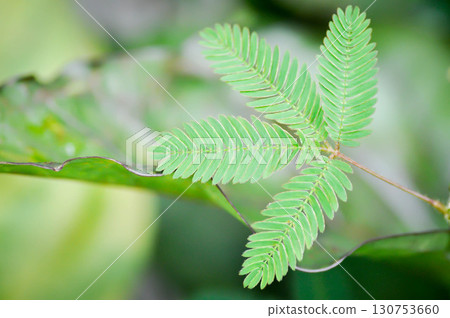 Sensitive plant , Shameplant or Sleeping grass or Mimosa hispidula Kunth or Mimosa pudica L or weed 130753660