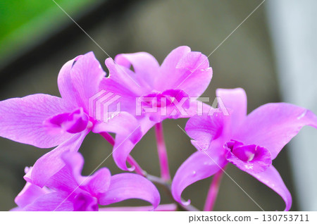 Cattleya or Cattleya lawrenceana, Sir Trevor Lawrences Cattleya or orchid or purple Cattleya Cattleya or Cattleya lawrenceana, Sir Trevor Lawrences Cattleya or orchid or purple Cattleya 130753711