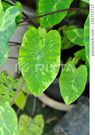 Colocasia esculenta, Lemon Lime Gecko or Colocasia Colocasia esculenta, Lemon Lime Gecko or Colocasia 130753717