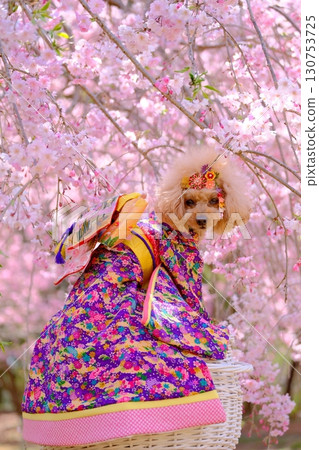 A toy poodle posing among weeping cherry blossoms 130753725