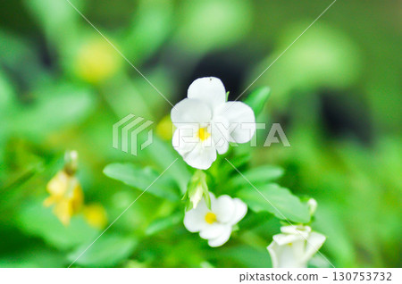 Pansies, Pansy or Viola or Viola cornuta or  Viola lutea or Viola x wittrockiana flower or white pansy flower 130753732