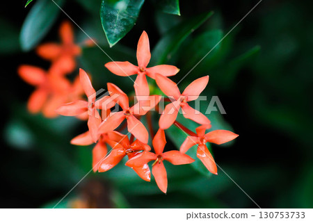 Ixora chinensis Lamk, Ixora spp or Zephyranthes or West Indian Jasmine Ixora chinensis Lamk, Ixora spp or Zephyranthes or West Indian Jasmine 130753733