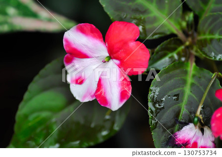 Balsaminaceae, Impatiens hawkeri W Bull New Guinea Hybrids or New Guinea Impatiens or red and white flower or bicolor flower Balsaminaceae, Impatiens hawkeri W Bull New Guinea Hybrids or New Guinea Impatiens or red and white flower or bicolor flower 130753734