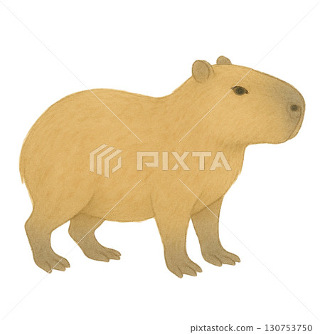 [Animal] Capybara illustration 130753750