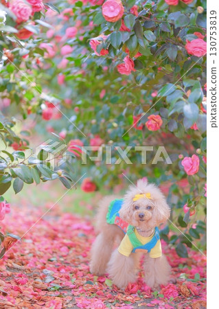 A toy poodle sitting in front of a camellia flower 130753819