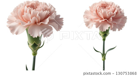 Carnation flower Carnation flower 130753868
