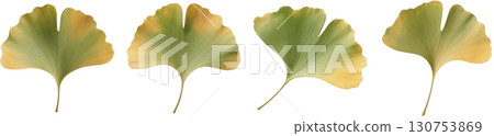 Gingko leaves Gingko leaves 130753869
