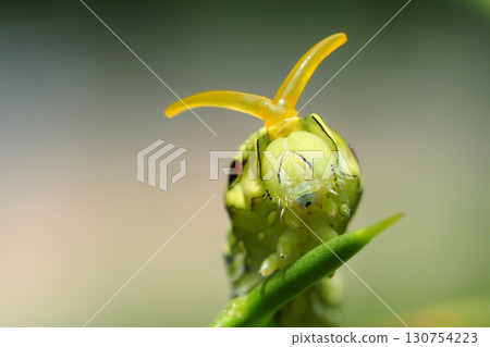 Swallowtail butterfly larva (5th instar, exposing stinkhorns to intimidate) 130754223