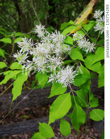 Flower of Aodamo 130754269