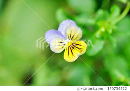 Pansies, Pansy or Viola or Viola cornuta or Viola lutea or Viola x wittrockiana flower or tricolor pansy flower Pansies, Pansy or Viola or Viola cornuta or Viola lutea or Viola x wittrockiana flower or tricolor pansy flower 130754322