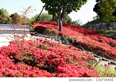 Aina no Sato Park in early summer 130754408